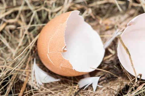 Eggshells Stock Photos