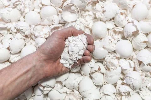 Eggshells from raw eggs in a farmer's hand. Stock Photos