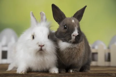Eggs,Spring baby bunny, happy easter background Stock Photos