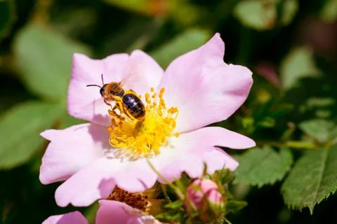 Eglantine and bee Фото