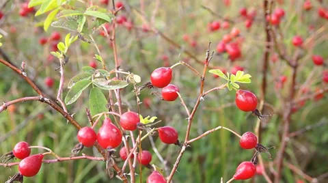 Eglantine Vídeo Stock 29338052