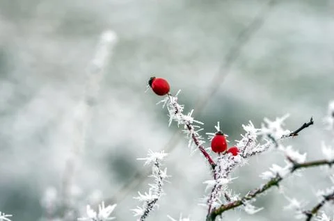 Eglantine Stock Photos