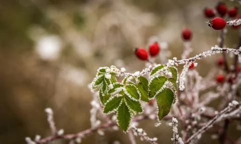 Eglantine Stock Photos