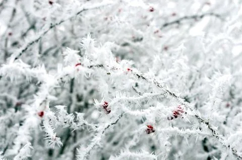 Eglantine Stock Photos