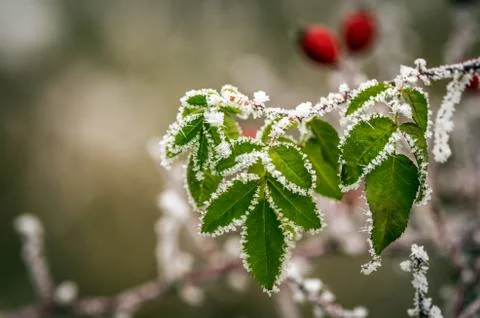 Eglantine Stock Photos