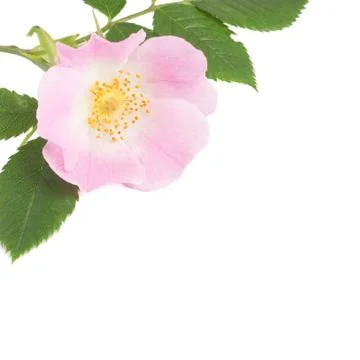 Eglantine Foto stock