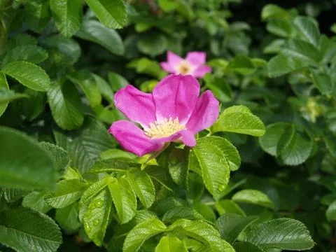 Eglantine Foto stock