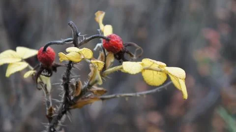Eglantine, twig with briars Stock Photos