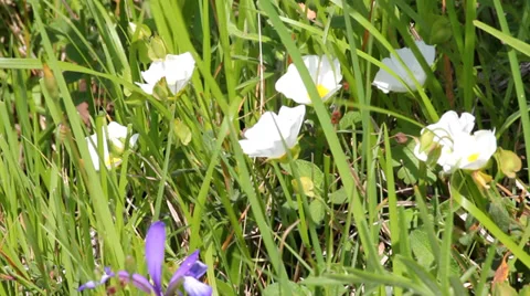 EGLANTINES Stock Footage 38483645