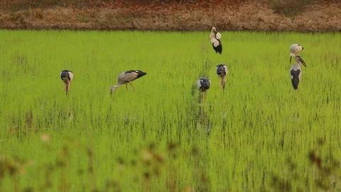 Egreats eating pray in rice field, Lumph... | Stock Video | Pond5