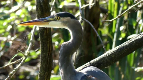 Egregetta bird standing in pond Stock Footage 68062020
