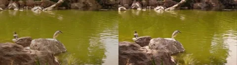 Egret 3D Stock Footage 8559234