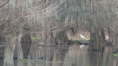 Egret Among Cypress Trees Stock Footage 71177506