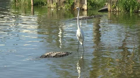 An egret and alligator Stock Footage 12382655