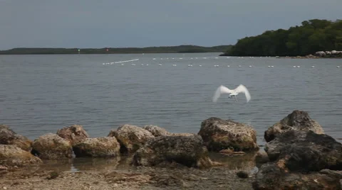 Egret away Stock Footage 2976008