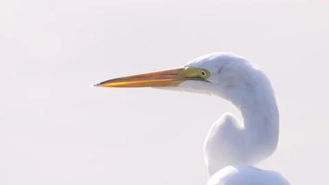 Egret Backlit and close up Vídeos de archivo 164340336