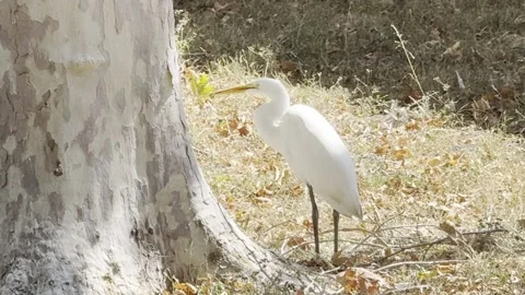 Egret at the base of a sycamore tree Stock Footage 322550591