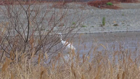 Egret behind the bushes Stock Footage 235170444