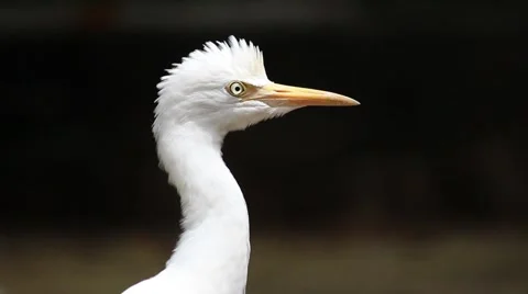 Egret bird close up Stockbeeldmateriaal 56536293