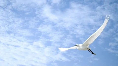 Egret bird fly on Blue Sky Clouds Timelapse Moving Loop Background Stock Footage 340178484