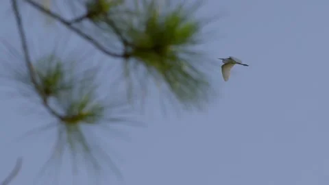 Egret Bird Flying Over Tree Canopy 库存影片 204872525