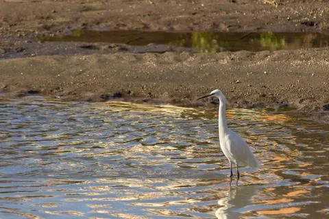 Egret bird Stock Photos