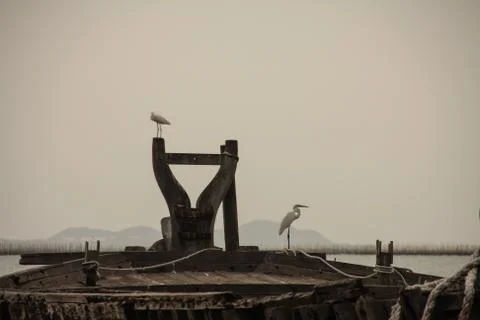 Egret bird Stock Photos