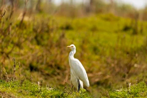 Egret Bird Stock Photos
