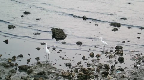Egret bird at sea Vidéo 60941544