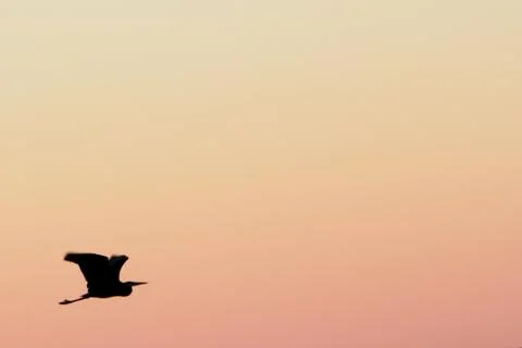 Egret bird silhouette Stock Photos