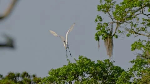Egret Bird Taking Flight From A Tree 库存影片 204872554
