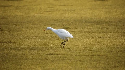 Egret bird walking in the dry grass field looking for insects in the grass. Stock Footage 341346032