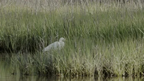 Egret Bird Walking Through Marsh 4k 库存影片 205212000
