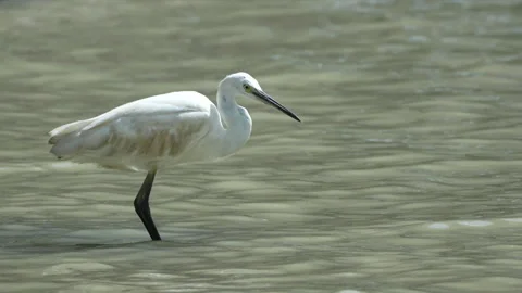 Egret bird watching and catching small fish on the water surface. Stock Footage 340076903