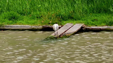 An egret bird watching the water surface. Stock Footage 339376291