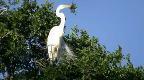 Egret Building Nest Video stock 6531648