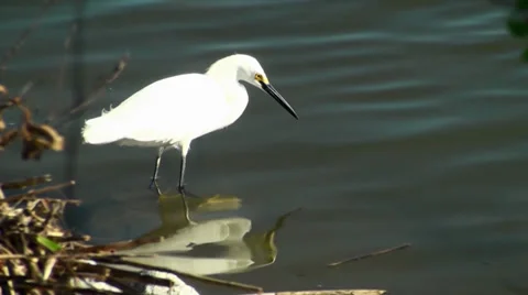 Egret Catching Fish Stock Footage 27345846