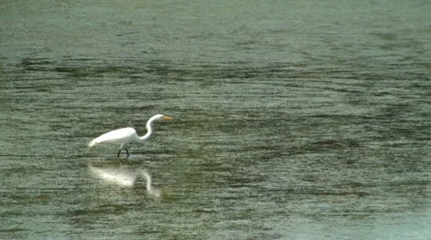 Egret catching fish in the marsh Stock Footage 36266570
