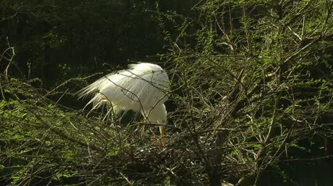 Egret checking on the eggs Stock Footage 11115176