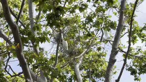 Egret chicks explore their sycamore tree nest surroundings Stock Footage 322551363