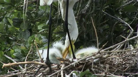 Egret chicks Stock-Footage 41735148
