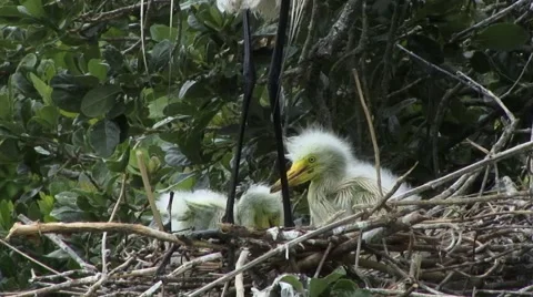 Egret chicks Stock Footage 41735295