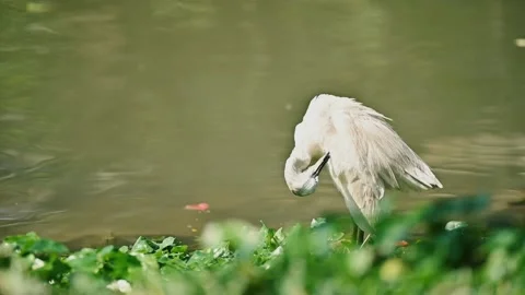 Egret clean its feather Video stock 203195604