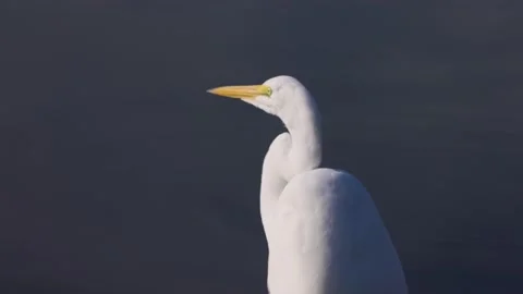 Egret close up Stock Footage 164340337