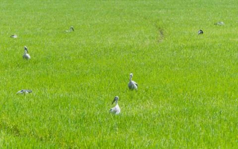 The egret in cornfield Stock Photos
