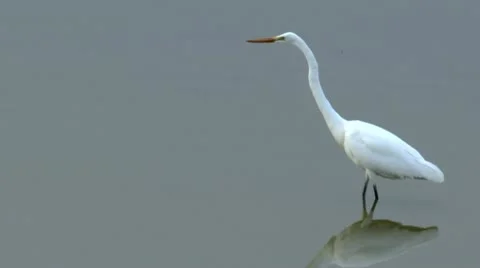Egret Dives For Insect Slow Motion Stock Footage