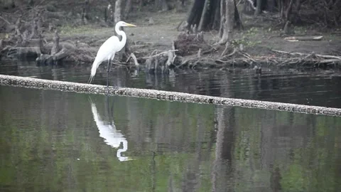Egret Drinking and Scratching at Lake Waccamaw Dam Stock Footage 306595705