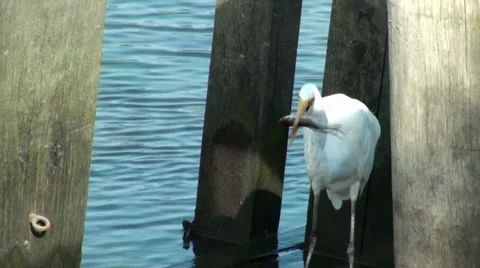 Egret eating a fish Stock Footage 30479571