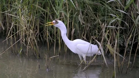 Egret eating fish Video stock 289211952