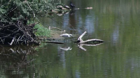Egret Eating Stock Footage 8691296